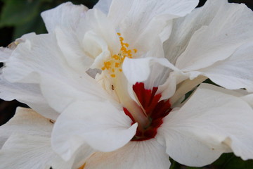 Fototapeta na wymiar Flor de cayena blanca. Macro