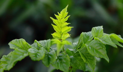 Hojas verdes de primavera. primer plano