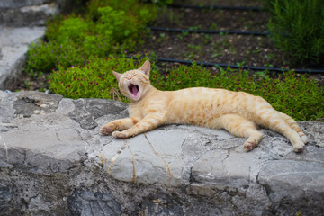Cat in Montenegro