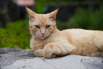 Naklejka na ściany i meble Cat in Montenegro