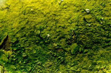 Texture on the water on Kuirau Park in Rotorua, New Zealand