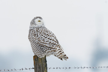 Female Snowy Owl Sitting on Post  in Winter, Portrait
