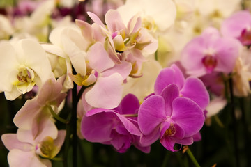 Fototapeta na wymiar Beautiful blooming orchid flowers, closeup. Tropical plant