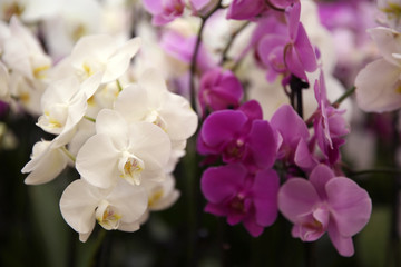 Naklejka na ściany i meble Beautiful blooming orchid flowers, closeup. Tropical plant