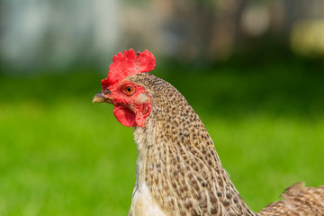 Free Chicken Outside in Summer