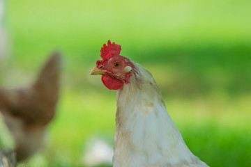 Free Chicken Outside in Summer Season