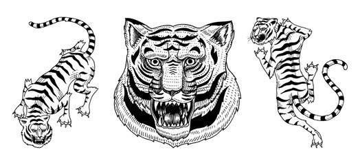 Asian tigers in vintage japanese style for logo. Face Close up. Wild animals cats. Predators from the jungle. Hand drawn Engraved Monochrome Old Sketch for tattoo t-shirt or web site.