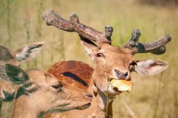 Male fallow deer with a piece of bread in its mouth