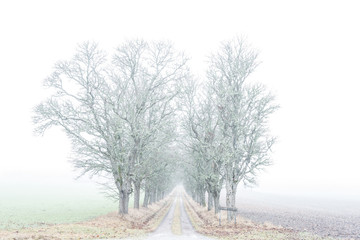Fototapeta premium Avenue of maple trees in fog