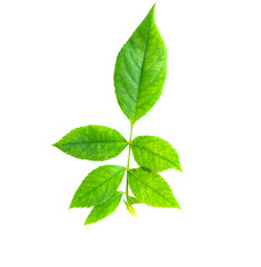 Fototapeta na wymiar Green leaf texture. Leaf texture background top view