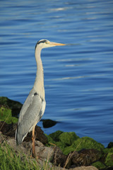 Obraz premium A big grey heron