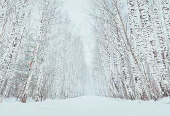 Birch alley covered in snow. First snow in countryside. Fields covered in fog, icy roads and snow covered trees.