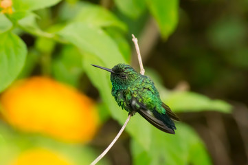 hummingbird