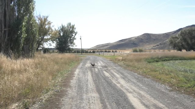 Chicken crosses road in Idaho, wide