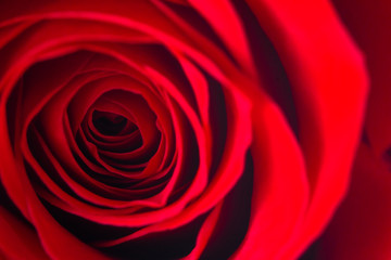 Macro View of the Center of a Rose