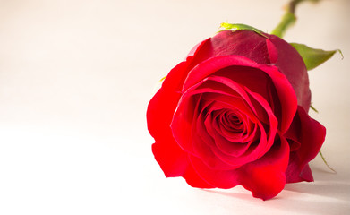 Single Rose on a Piece o Antiqued Paper