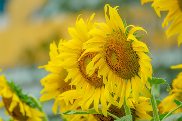 Beautiful sunflower in green farm. Close up shot.