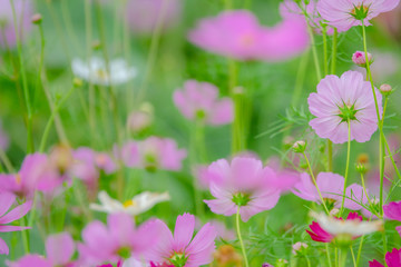 Close up cosmos flower