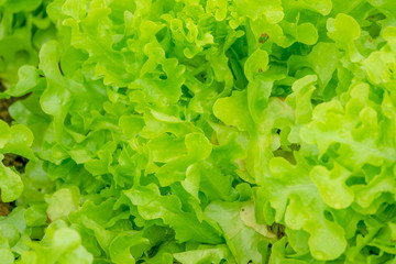 Closeup lettuce for salad