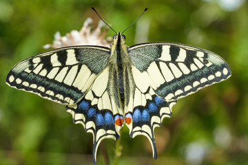 Schmetterling