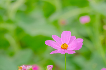 Fototapeta premium Beautiful sunflower in green farm. Close up shot.