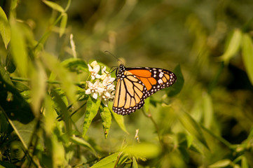 Obraz premium BUTTERFLY MONARCA