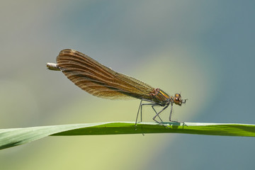 Libelle © Roy