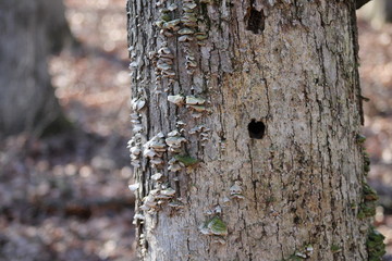 Tree fungi