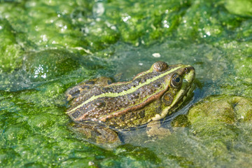 Frosch