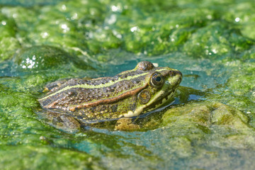 Frosch