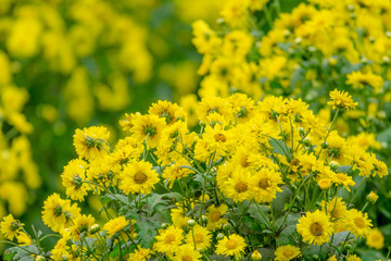 Chrysanthemum flowers for herb