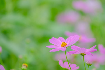 Close up cosmos flower