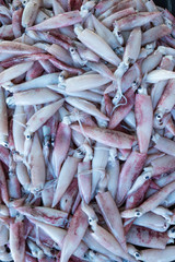 Obraz premium Squid Catch
