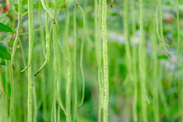 Long bean in farmer farm