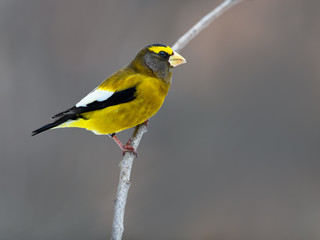 Male Evening Grosbeak in Winter, Portrait