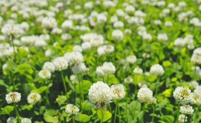 草花　春　素材