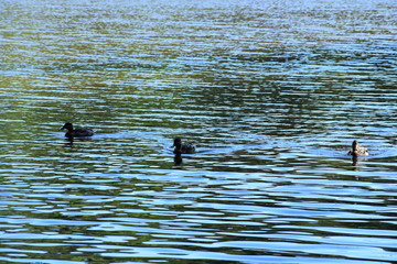 ducks in water