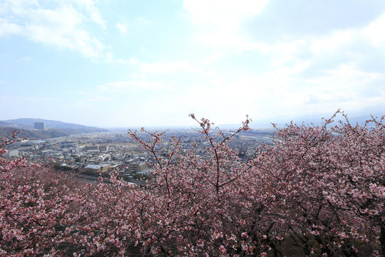 河津桜