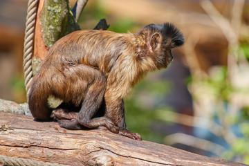Kapuzineraffe