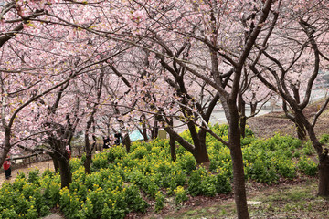 河津桜