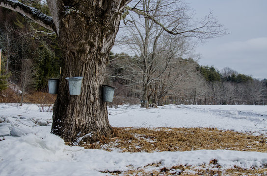 Metal sap collection buckets hanging on maple tree