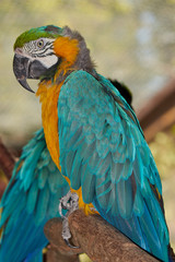 Papagei