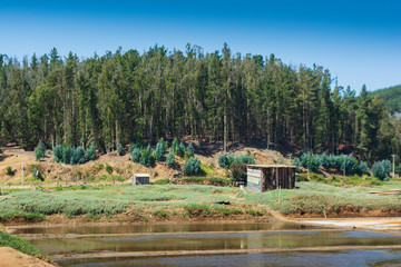 Paisaje con plantaciones de eucaliptus en Chile central