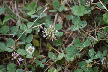 Fototapeta premium bumble bee