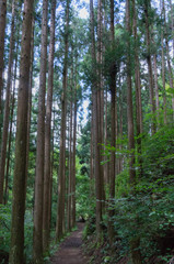 Conifer tree trunks in the Mitarai ravine Nara,Japan.