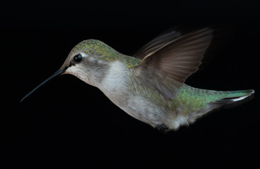 Hummingbird Flash Photography