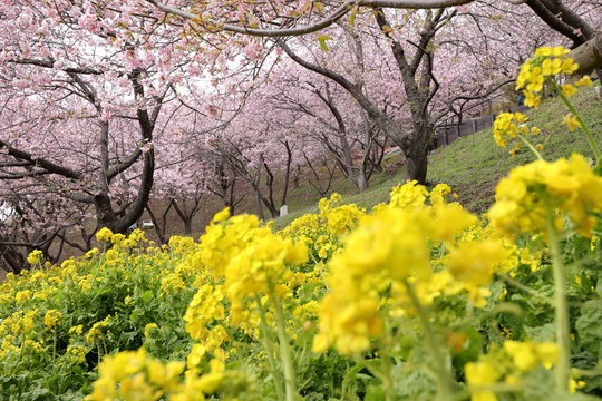 河津桜