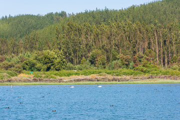 Cisnes en salinas de barrancas y plantaciones eucaliptos en Chile central