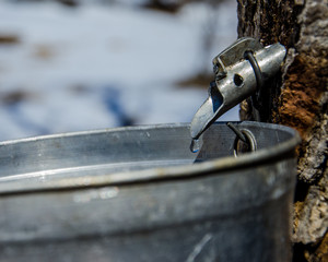 Maple sap dripping into metal collection bucket