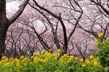河津桜